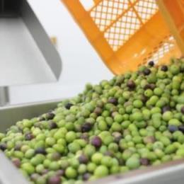 KANDAN�G�L�X�g���o�[�W���I���[�u�I�C��((1�E1�^�{))