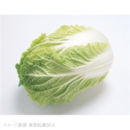 【特売品】白菜