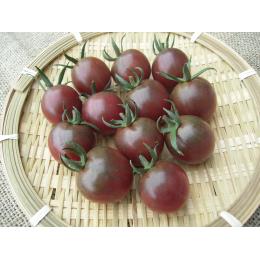 紫　ミニトマト