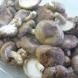 北海道産　椎茸　（特価品）