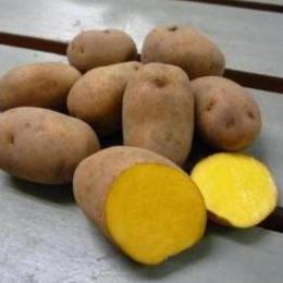 北海道産インカのめざめ・栗色の馬鈴薯