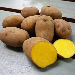 北海道産　インカのめざめ
