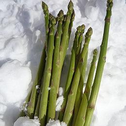 北海道産　雪原アスパラ  L