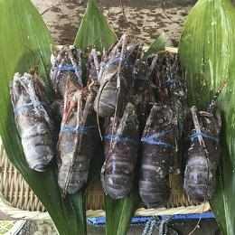 活締め冷凍生伊勢海老（千葉県産）約400～450g/尾（５尾入）約２．１kg
