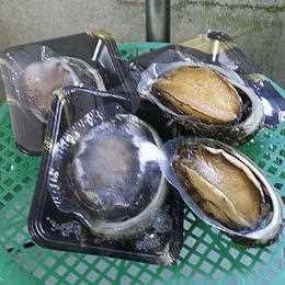 天然冷凍　蒸し　あわび（煮貝）（岩手県産）110~130g