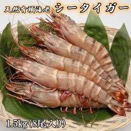 超特大　天然有頭海老　シータイガー　8匹入り