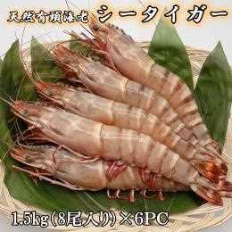 超特大　天然有頭海老　シータイガー　8匹入り×６PC