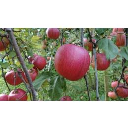 長野県産 リンゴ