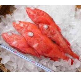 宮城県産　吉次（キンキ）大サイズ　1尾450～500g