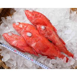 宮城県産　吉次（キンキ）中サイズ　1尾350～400g