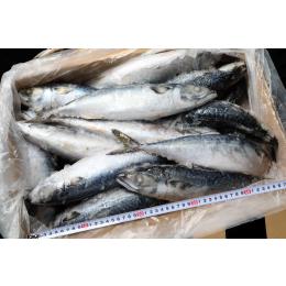 三陸産 冷凍金華サバ ラウンド【1尾800/1000g】