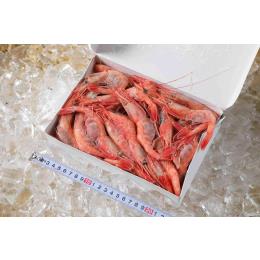 ＜寿司店御用達＞ロシア産甘海老3L【約50尾/k】