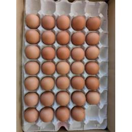 �f���ȗ����܂��@�P�O����