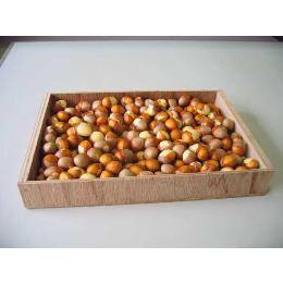 銀杏ぎんなん1kg