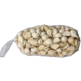 �����o���w���������炩�݂ɂ�ɂ��x