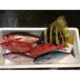 鹿児島直送！旬の珍しいお魚セット