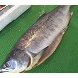 北海道・函館産【鮭児ケイジ】希少究極の鮭の美味さ！