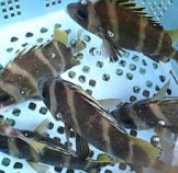 広島 尾道産 タモリ 瀬戸鯛 煮付け 刺身で瀬戸内の海の香りを Btob Esmart 業務用食材や備品 資材をカンタン購入 まとめ払い