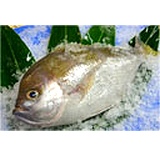 【シチューマチ】沖縄産　”南国の海揚がりたての魚を寿しネタに！”