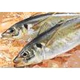 長崎・五島産【真アジ（ゴンアジ）】長崎のブランドアジです。