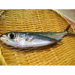 青森産【トビウオ】魚本来の味が楽しめるので刺身がオススメ