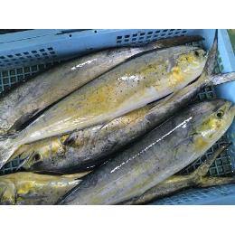 高知・土佐清水産【シイラ】ハワイではマヒマヒの名で高級魚！