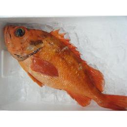 青森産【目抜き鯛】刺身や焼き魚、煮付けにオススメ！