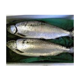 青森産【板マス（本鱒）】見た目も味も素晴らしい幻の高級魚！