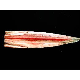 ■【国産】太刀魚干物真空パック　20枚入