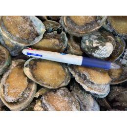 冷凍養殖アワビ20-40ｇ　10ｋｇ入り