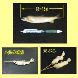 小 鮎 Mサイズ 【那珂川水系 安心安全の天然仕上げ養殖鮎