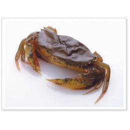 ソフトシェルクラブ　特大　１２尾　１ｋｇ