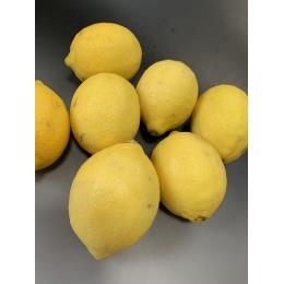 レモン 165玉サイズ