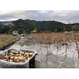 Yosi farm����@�R�̗N�������R���@1kg((1�^kg))