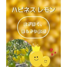 ���ꂵ��A�O������@�n�s�l�X�~�j�g�}�g�@�������C�G���[�@130g�p�b�N