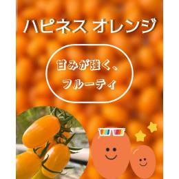 ���ꂵ��A�O������@�n�s�l�X�~�j�g�}�g�@�I�����W�@1kg